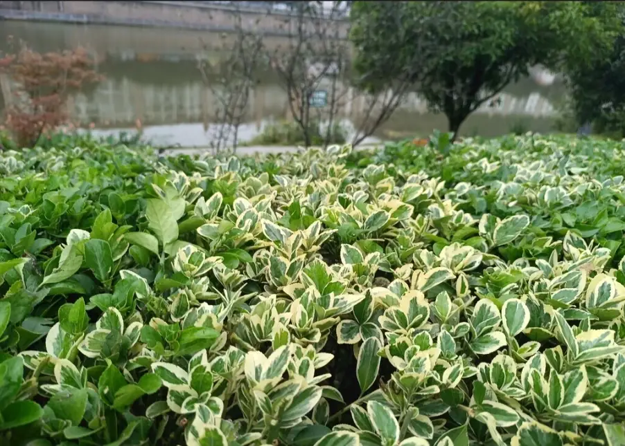 療癒植物 療癒植物