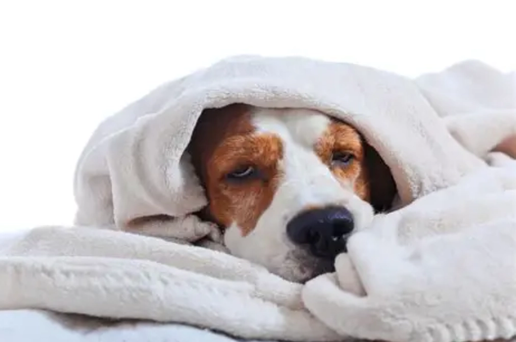 老犬失智