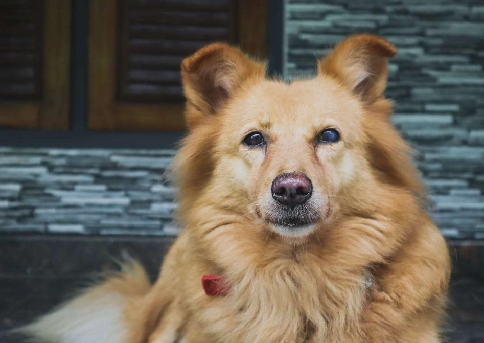老犬照顧實戰經驗：從飲食、運動到臨終的照護筆記