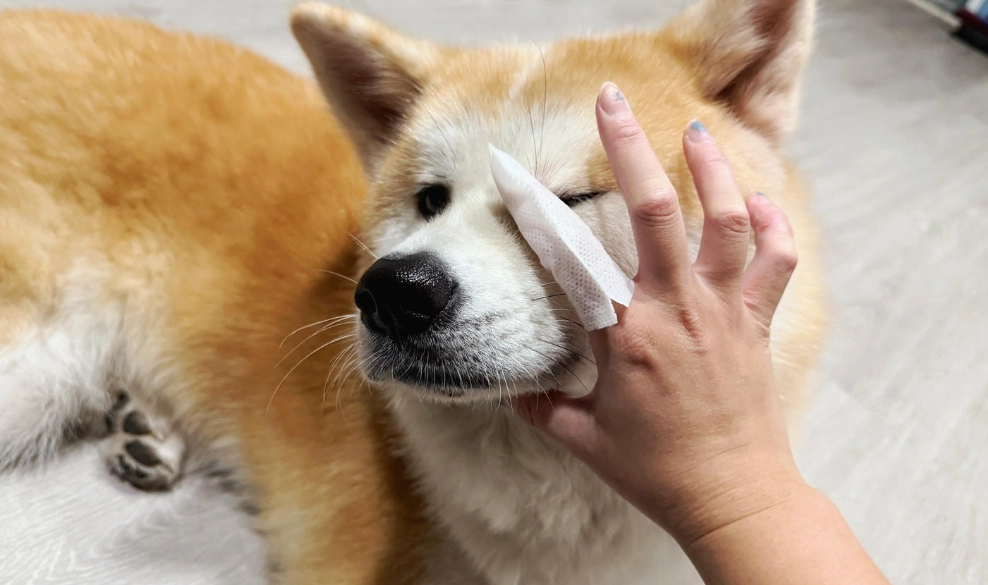貓咪緊張行為